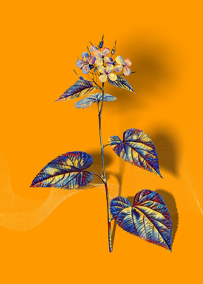 Prismatic Morning Glory