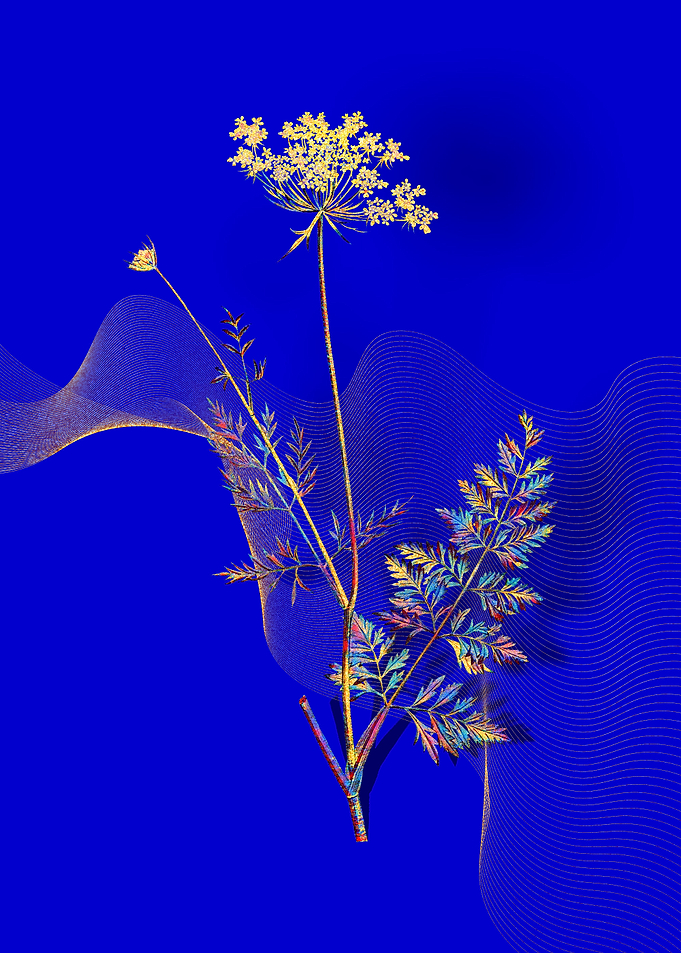 Prismatic Lace Flower
