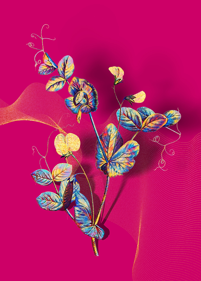 Prismatic Pea Flower