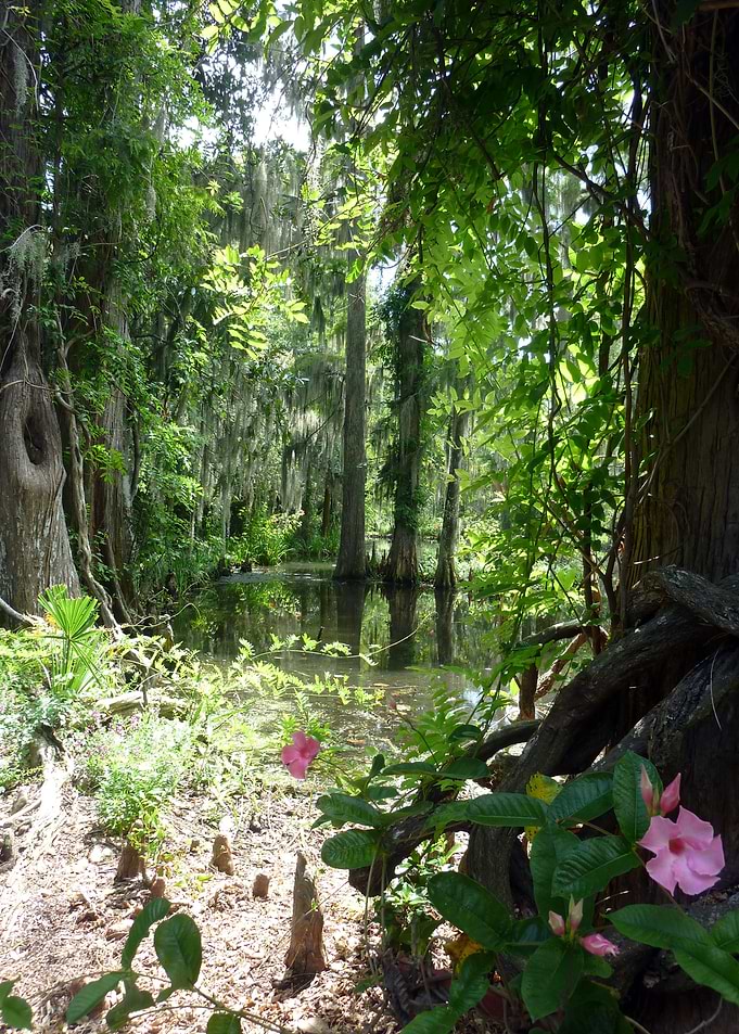 Swamp Beauty 1