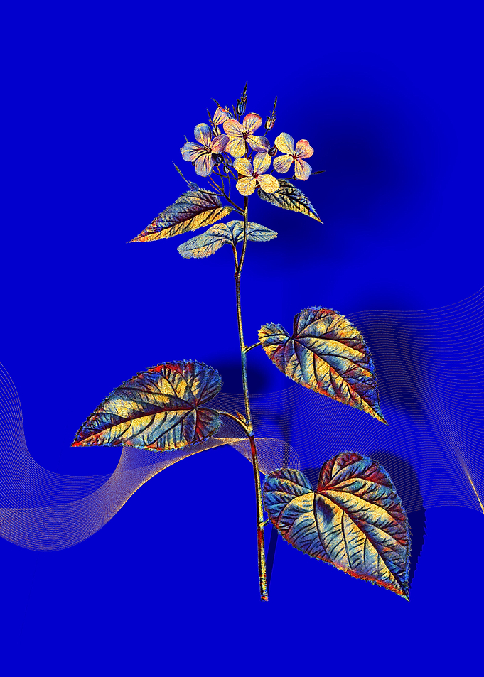 Prismatic Morning Glory