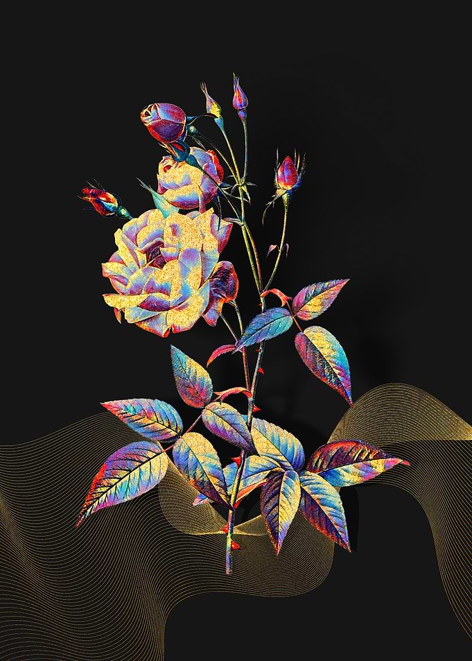 Prismatic Pink Rose