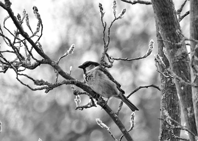 Sparrow Blossoms BW