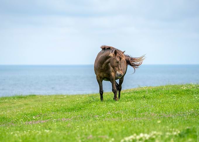 Wild horse