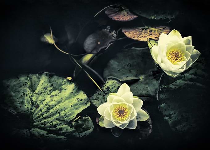 White Water Lilies