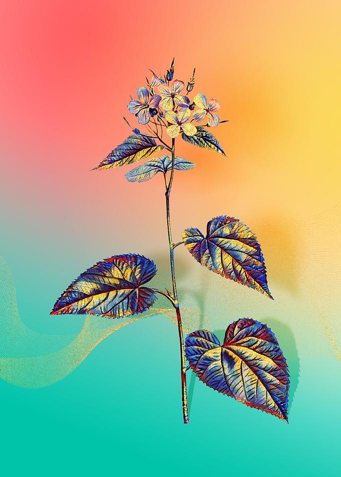 Prismatic Morning Glory