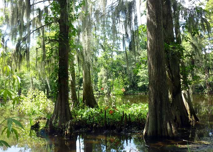 Swamp Beauty 3