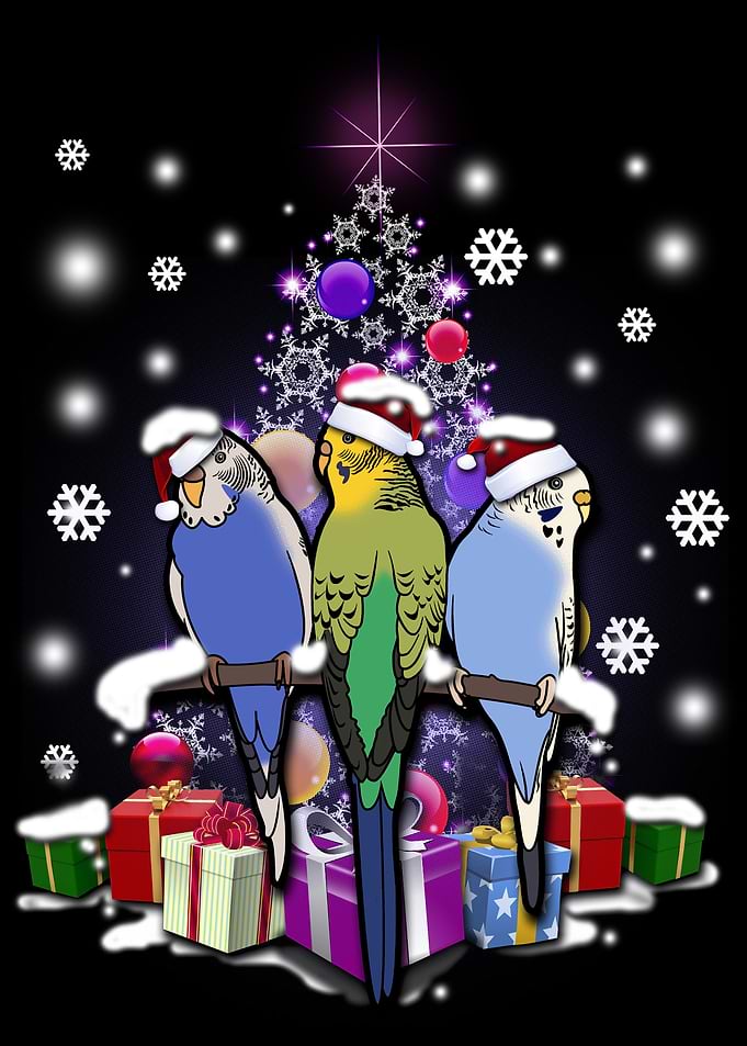 Budgerigar Christmas