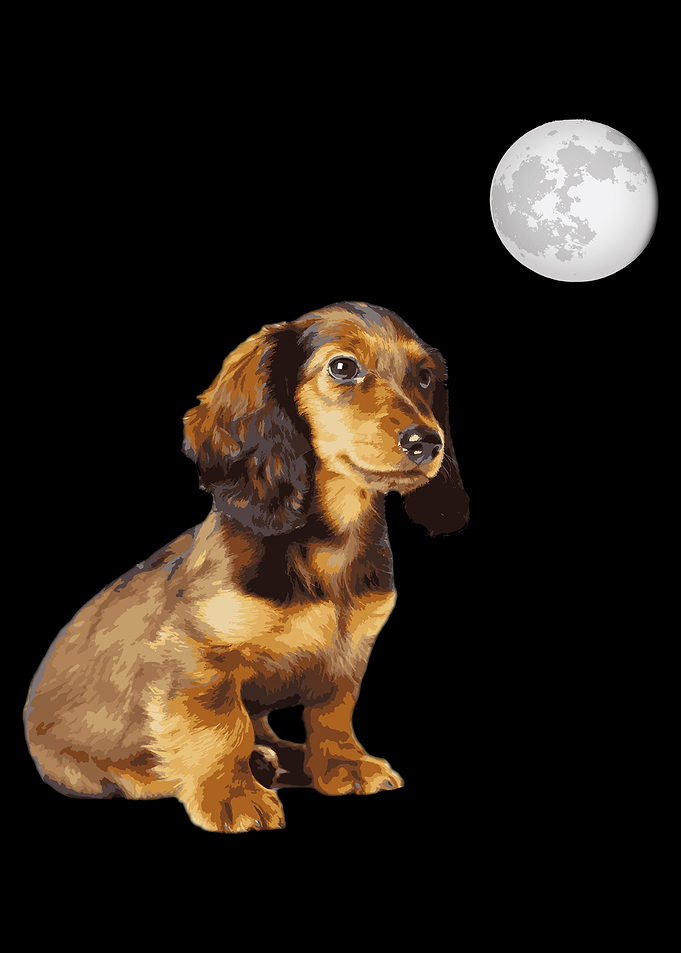Dachshund Dog
