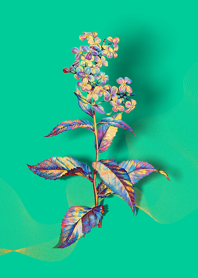 Prismatic Gillyflower