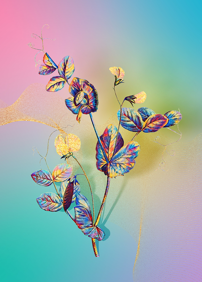 Prismatic Pea Flower