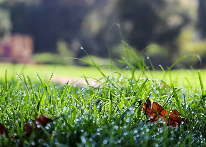Grass with morning dew