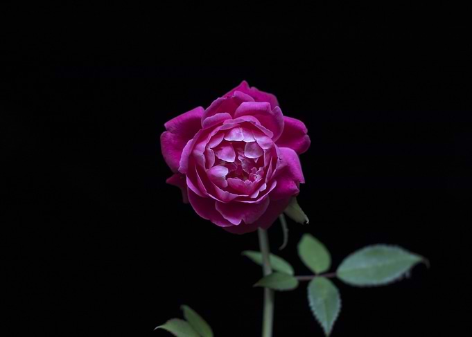 Purple Rose On Black