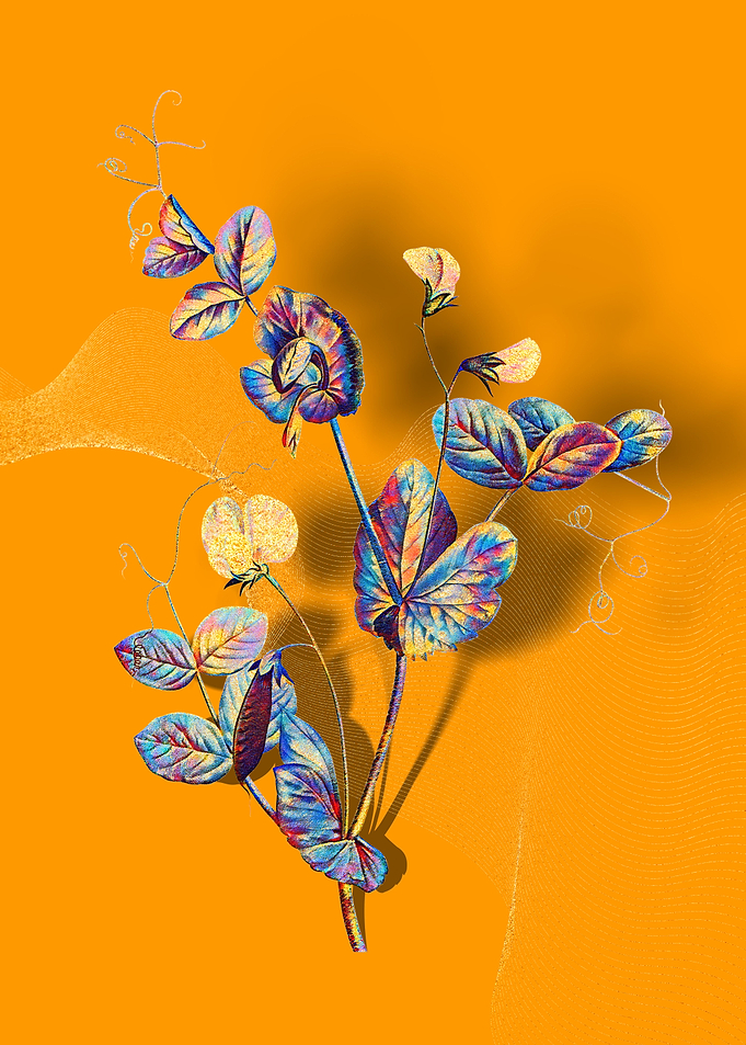 Prismatic Pea Flower