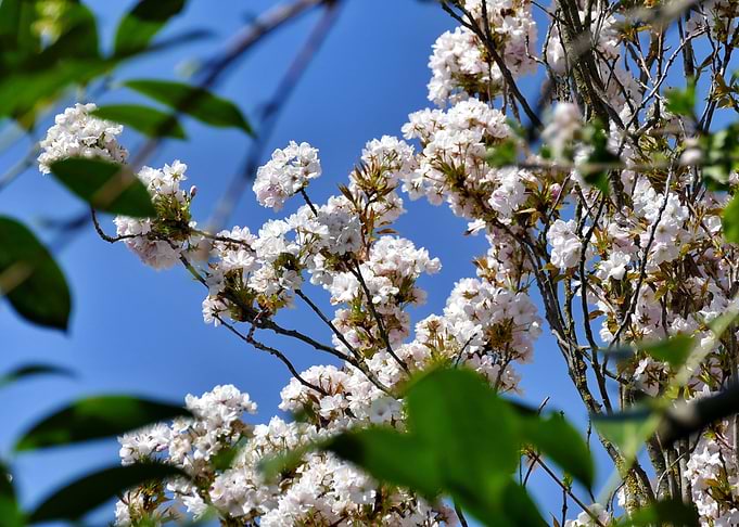 Blossoms wide