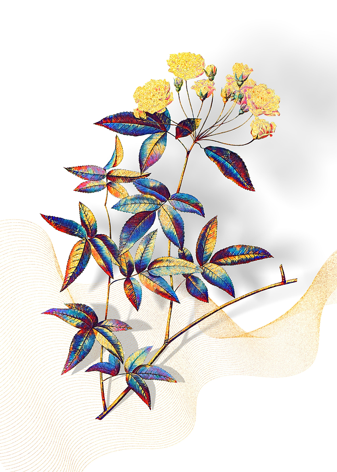 Prismatic Lady Banks Rose