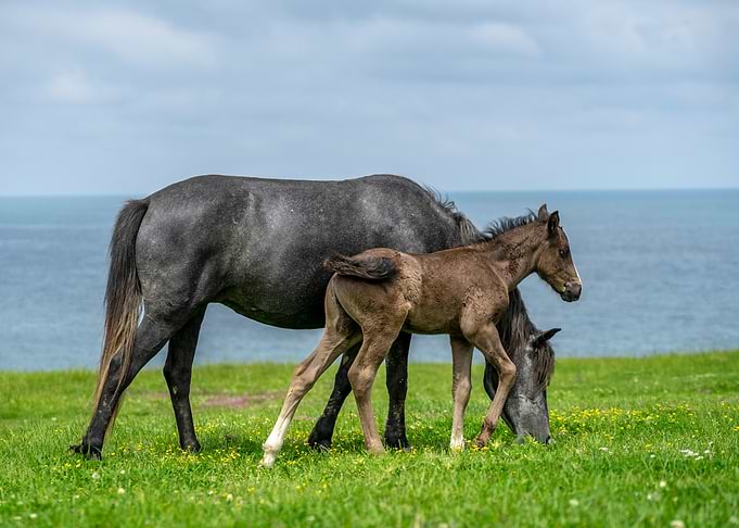 Wild horse