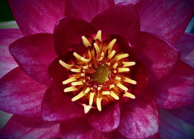 Deep Purple Water Lily