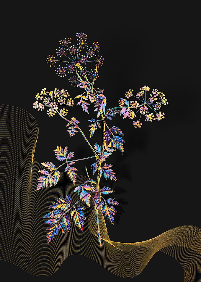 Prismatic Hemlock Flowers