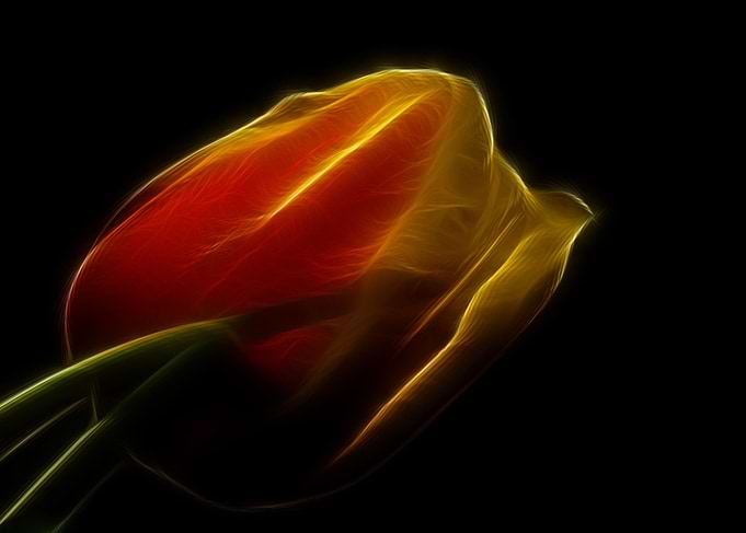 Iridescent Tulip