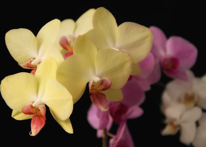 Orchids On Black