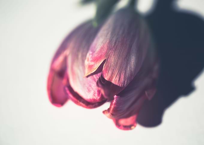 Gentle tulip