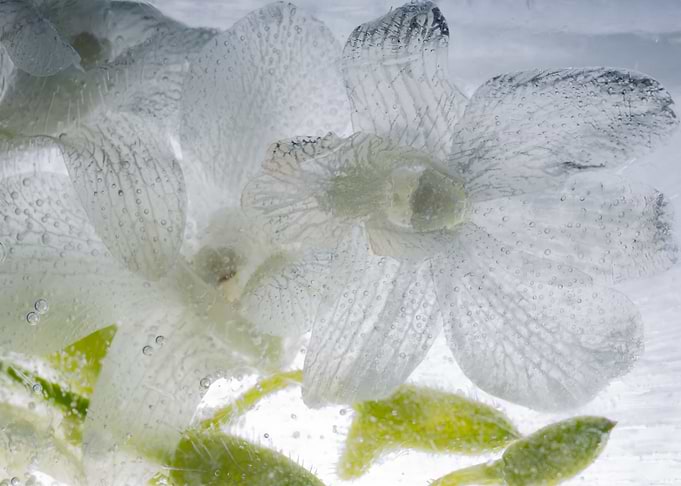 White Orchidaceae in ice 1