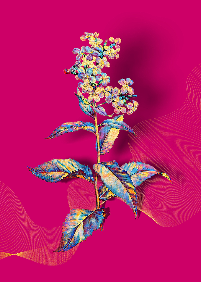 Prismatic Gillyflower