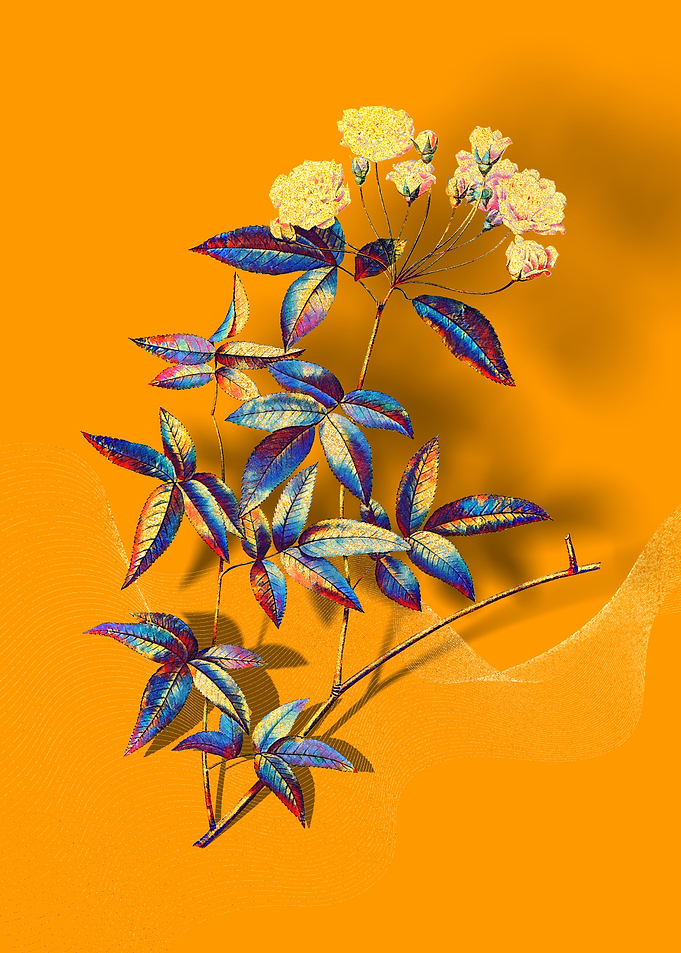 Prismatic Lady Banks Rose