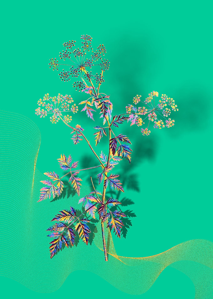 Prismatic Hemlock Flowers