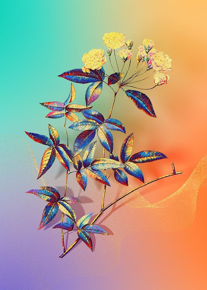 Prismatic Lady Banks Rose