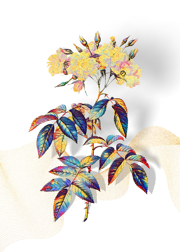Prismatic Musk Roses