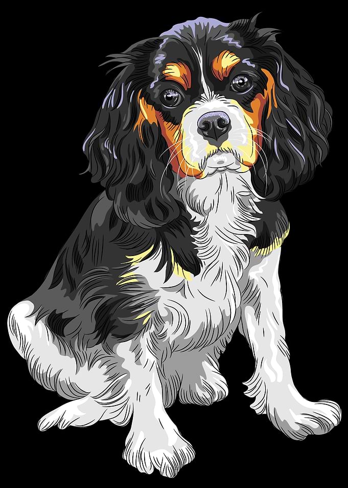 Cavalier King Charles