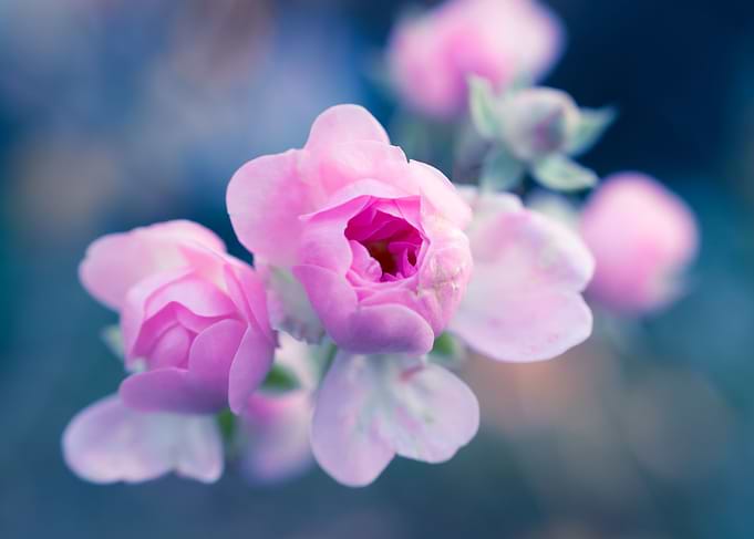 Pink Rose Blossom On Blue