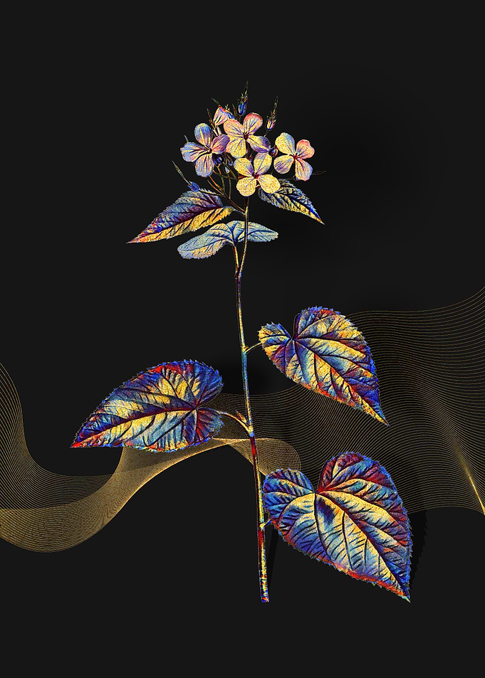 Prismatic Morning Glory