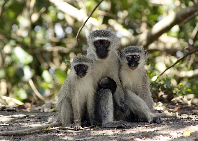 Family Portrait