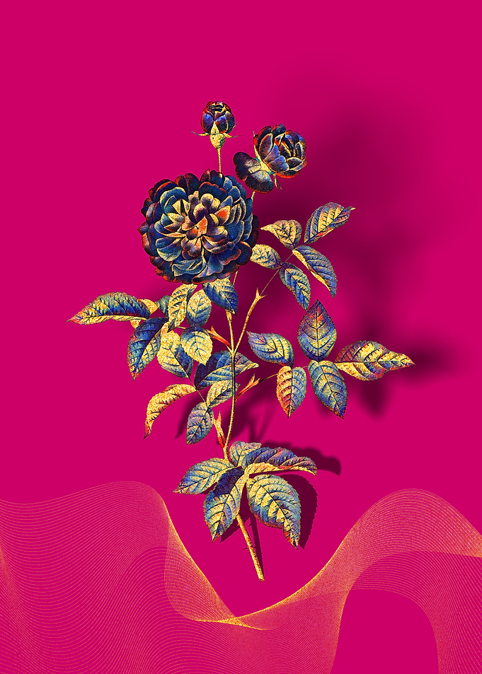 Prismatic 100 Leaved Rose