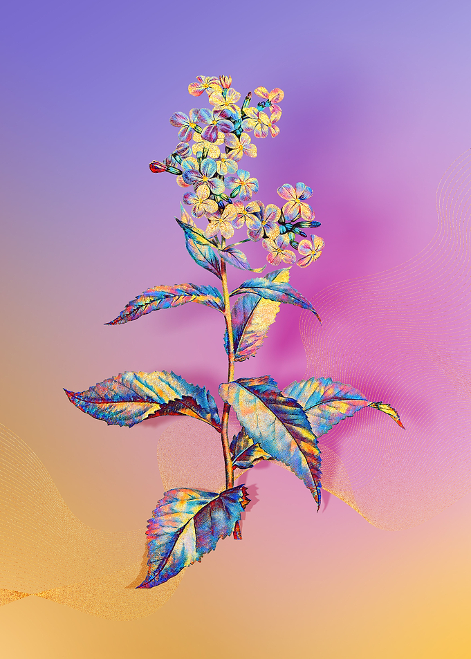 Prismatic Gillyflower