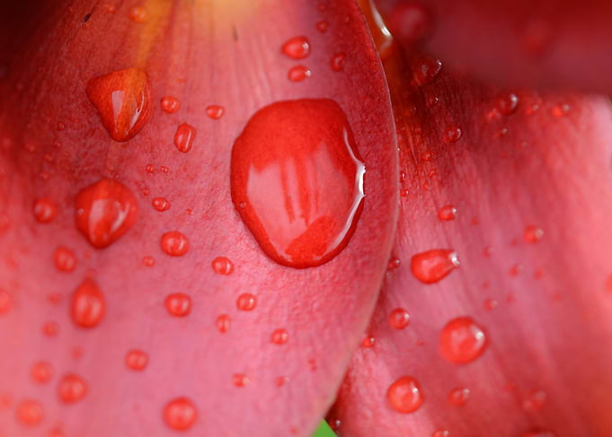 Dewdrops On Red Lily