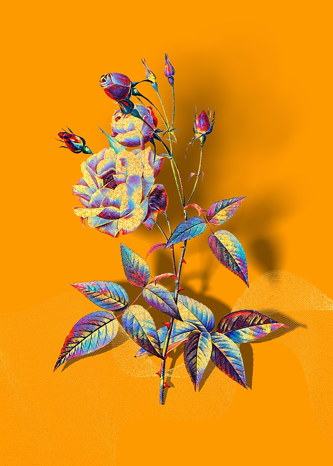 Prismatic Pink Rose