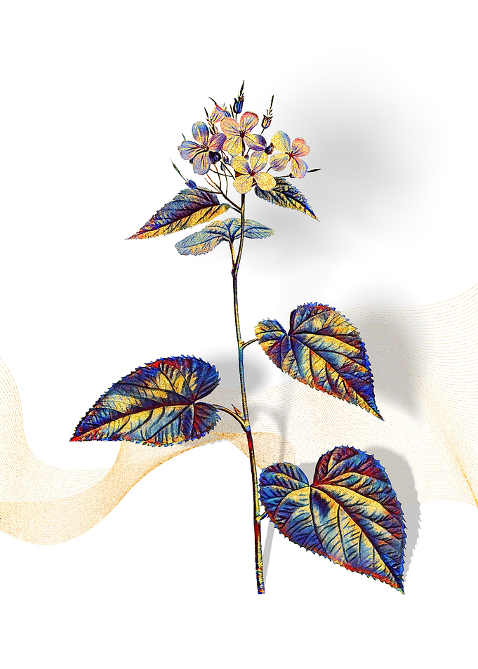 Prismatic Morning Glory