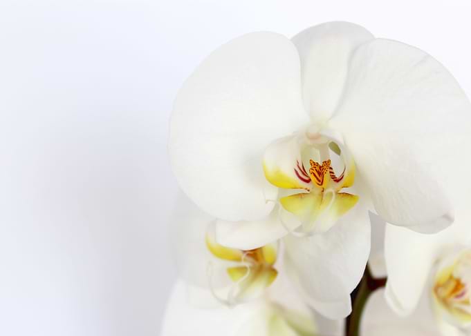A Pure White Orchid