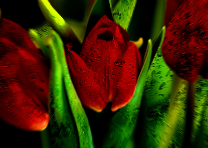 The red quen