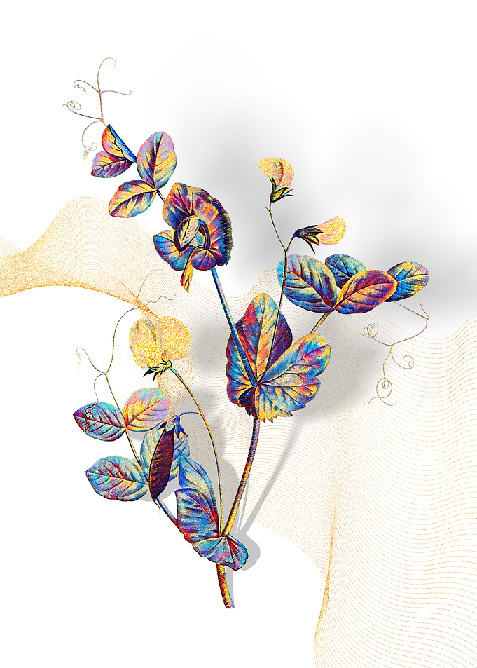 Prismatic Pea Flower