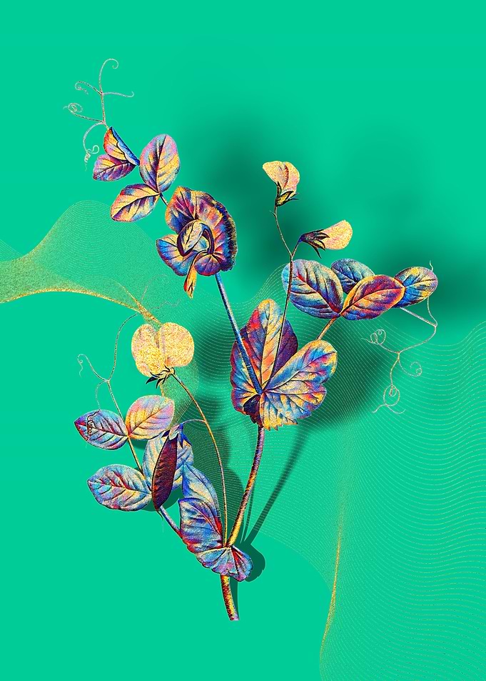 Prismatic Pea Flower