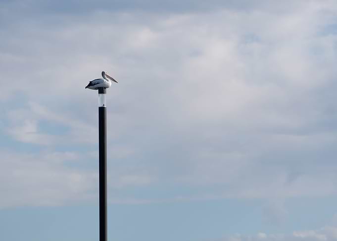 Pelican 1