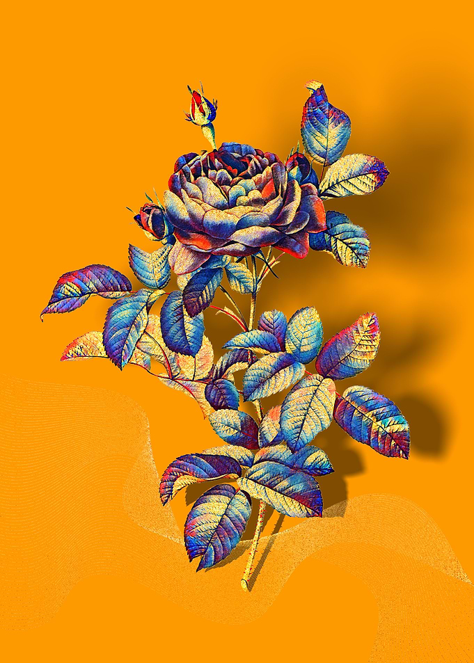 Prismatic Gallic Rose