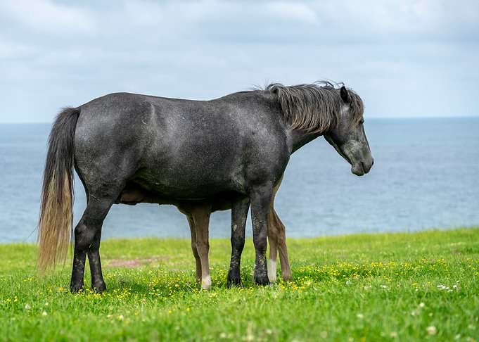 Wild horses