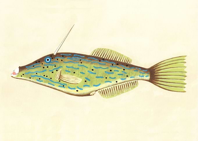 Bahamas Unicorn Fish