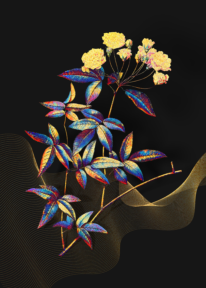 Prismatic Lady Banks Rose